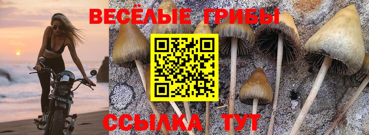 Шелехов  Галлюциногенные грибы Psilocybine cubensis  Вход с VPN 